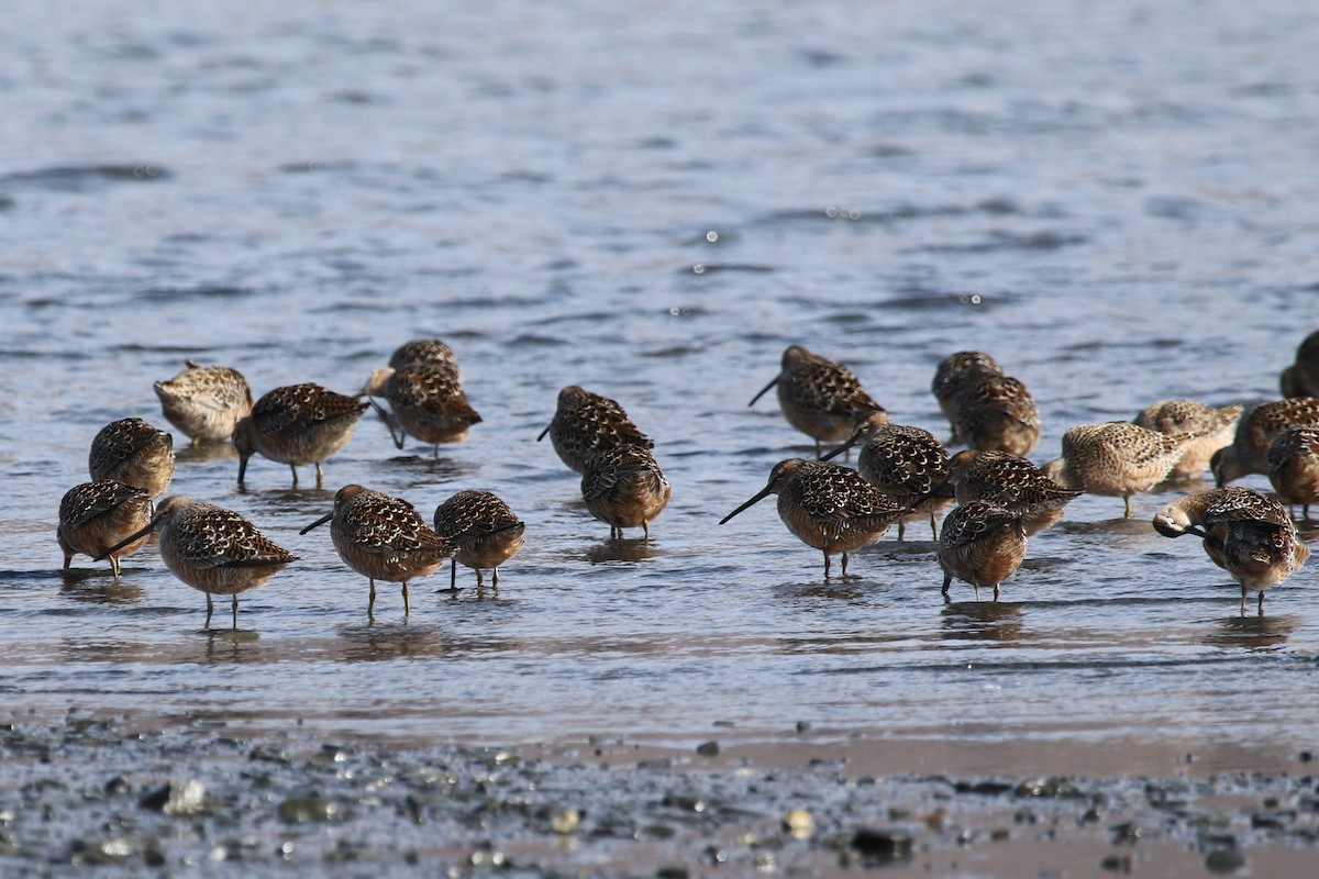 Long-billed Dowitcher - ML232184541