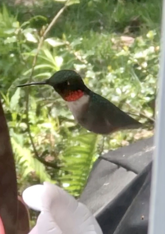 Ruby-throated Hummingbird - ML232187581