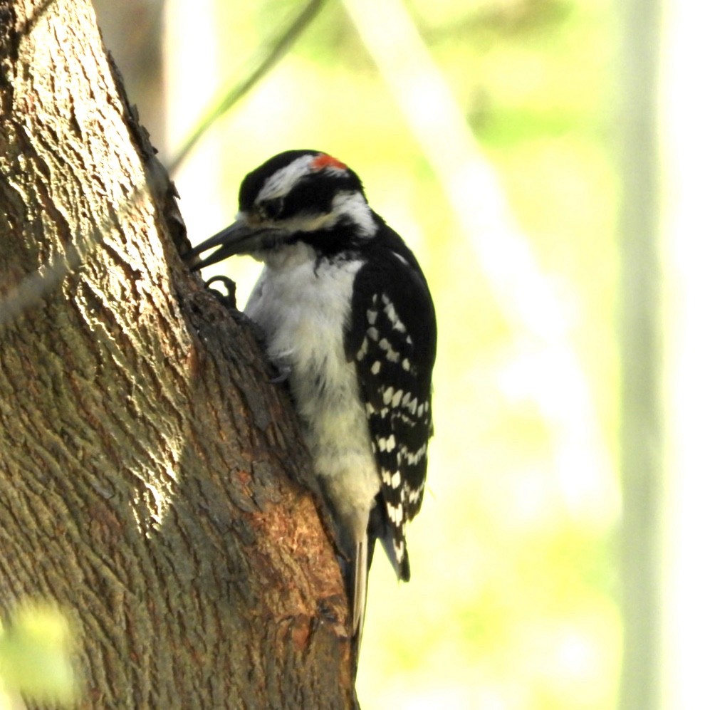 Hairy Woodpecker - Lois Rockhill