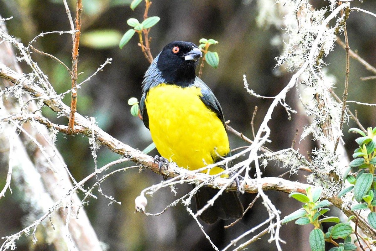 Hooded Mountain Tanager - ML232188371