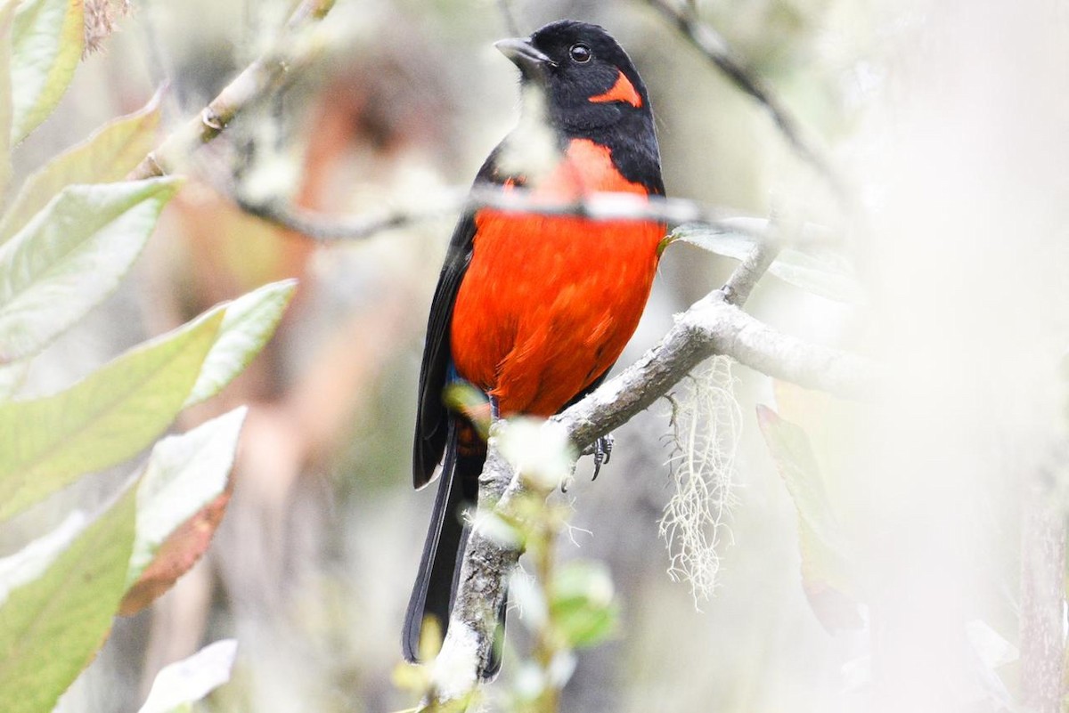 Scarlet-bellied Mountain Tanager - ML232188411