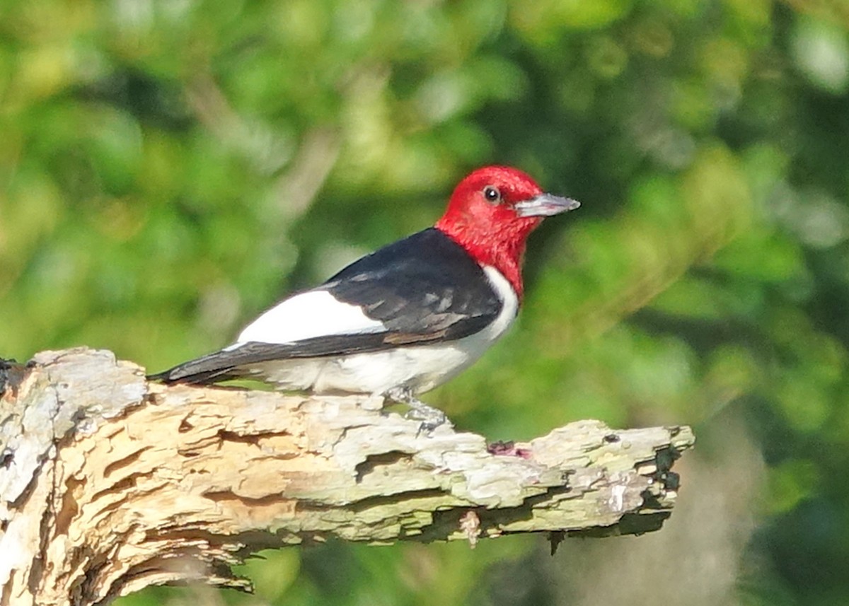Red-headed Woodpecker - Susan d'Hont