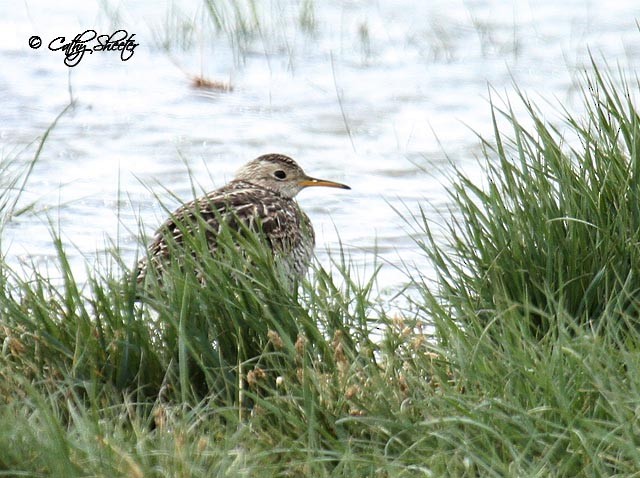 Upland Sandpiper - Cathy Sheeter