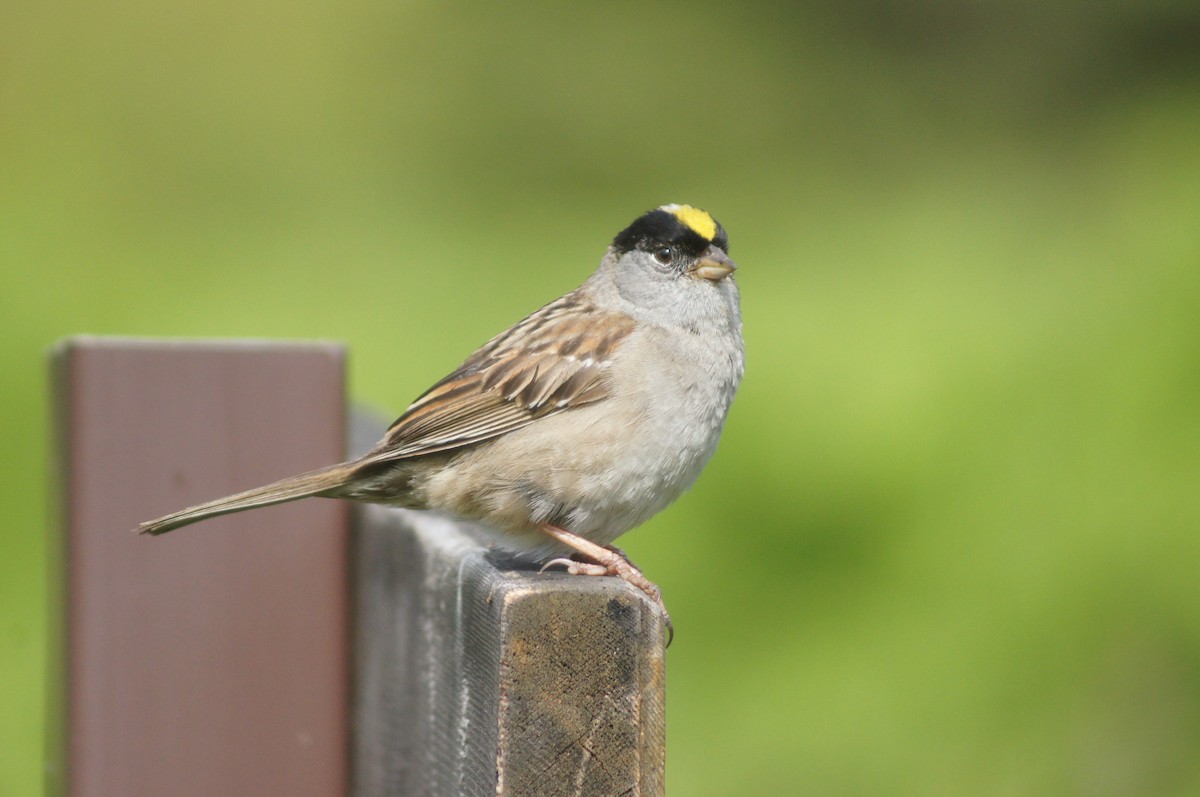 Golden-crowned Sparrow - Gloria Nikolai