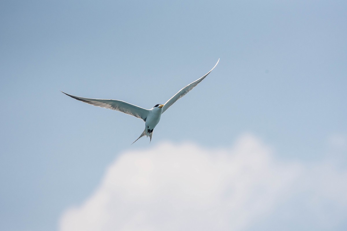 Great Crested Tern - ML232204751