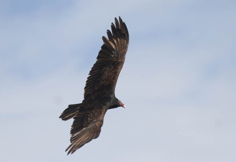 Turkey Vulture - ML23220541