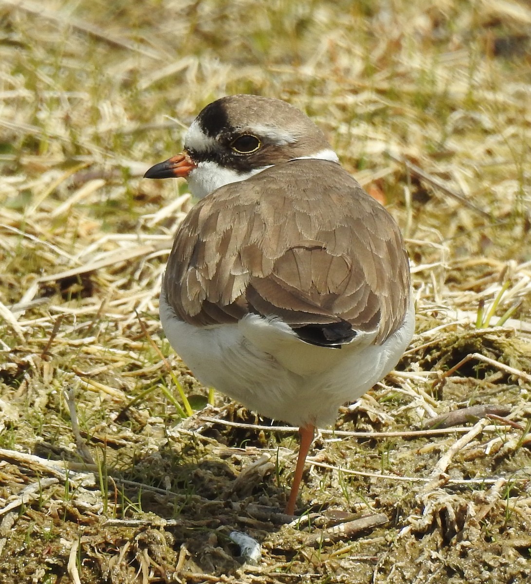 Semipalmated Plover - Pat Grantham