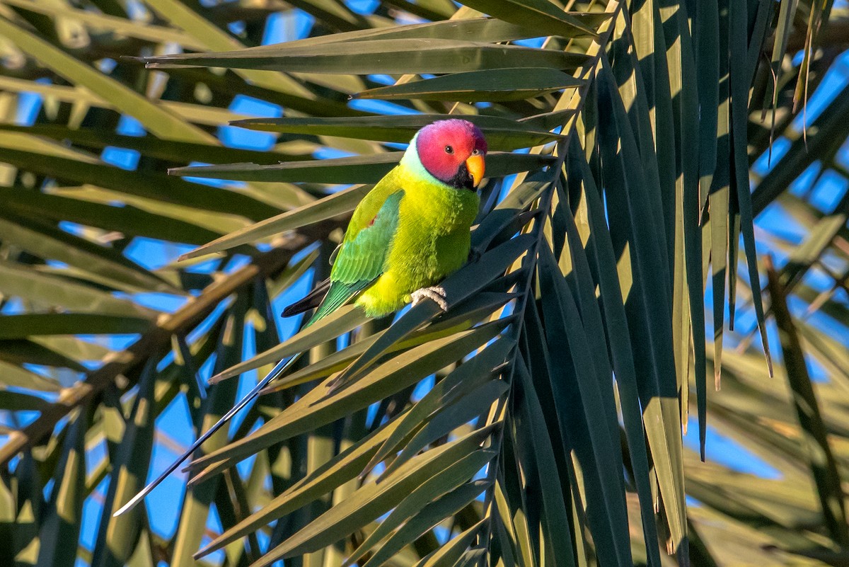 Plum-headed Parakeet - Aseem Kothiala