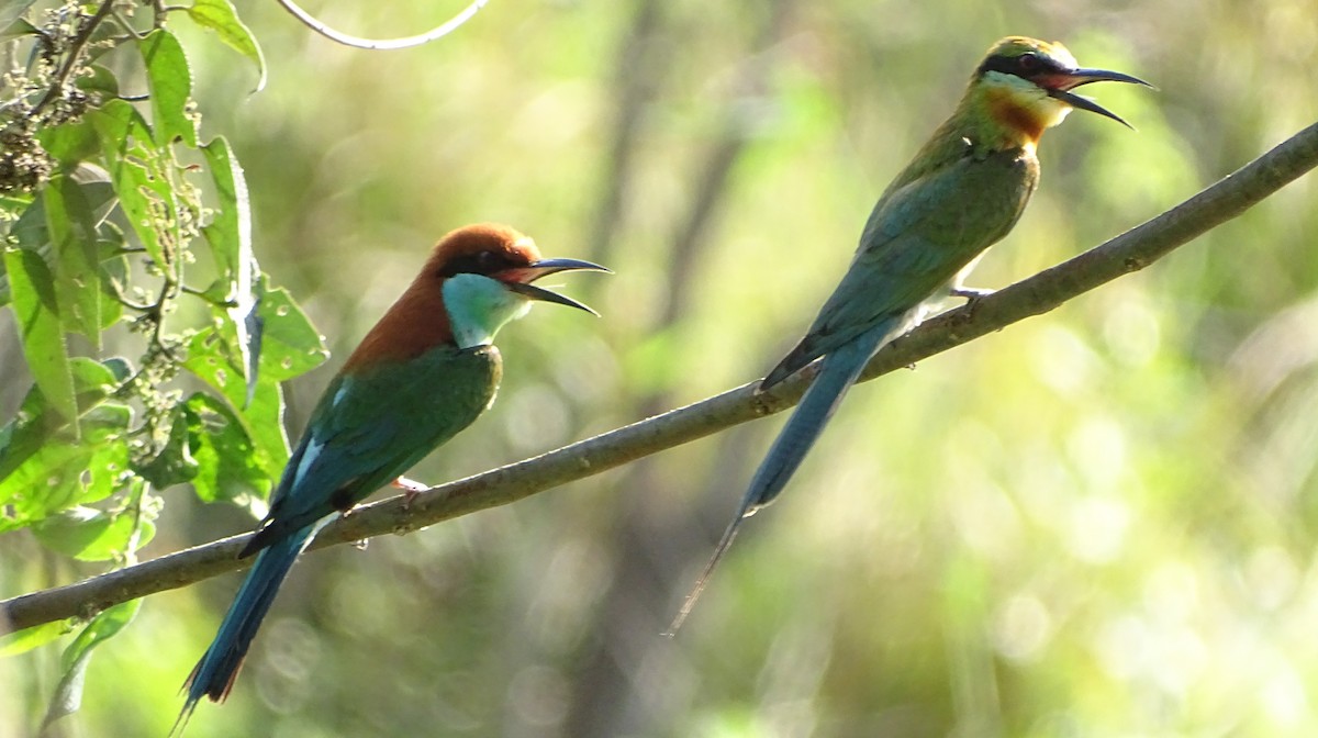 Blue-tailed Bee-eater - ML232206511