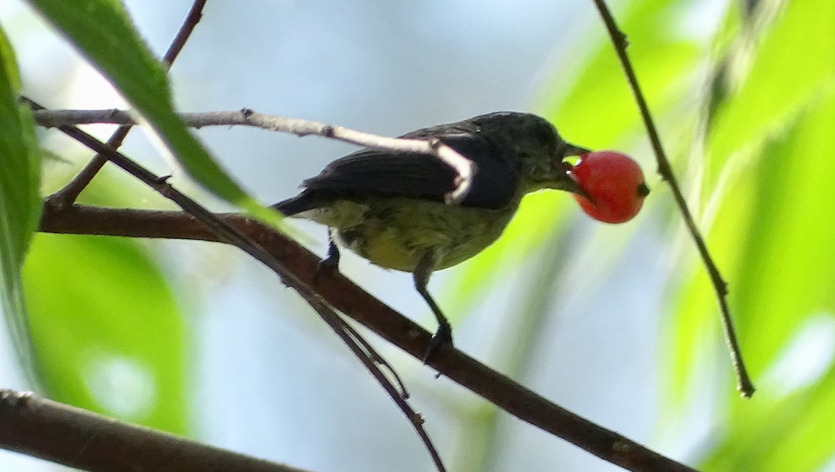 Pygmy Flowerpecker - ML232206671