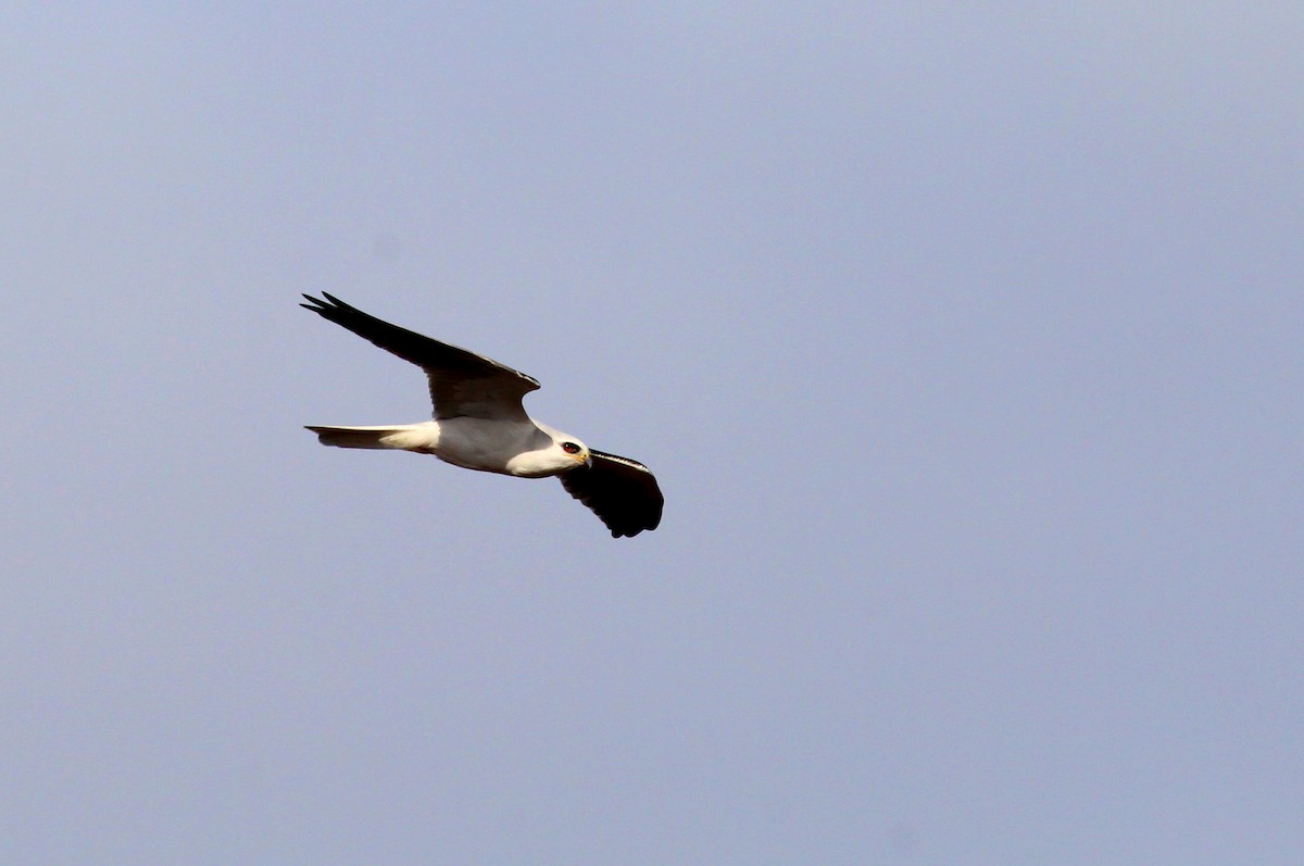 White-tailed Kite - Paul Fenwick
