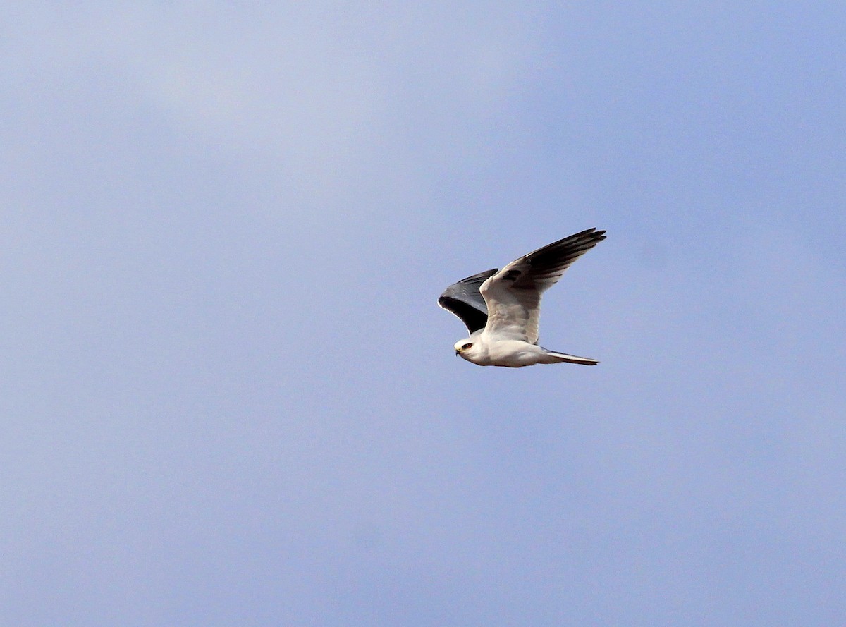 White-tailed Kite - ML23220781