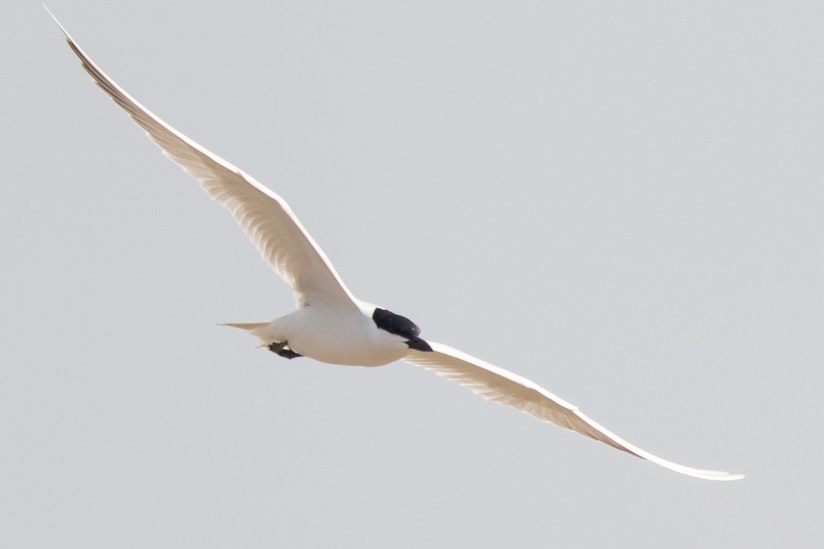 Gull-billed Tern - Hernan Riverol