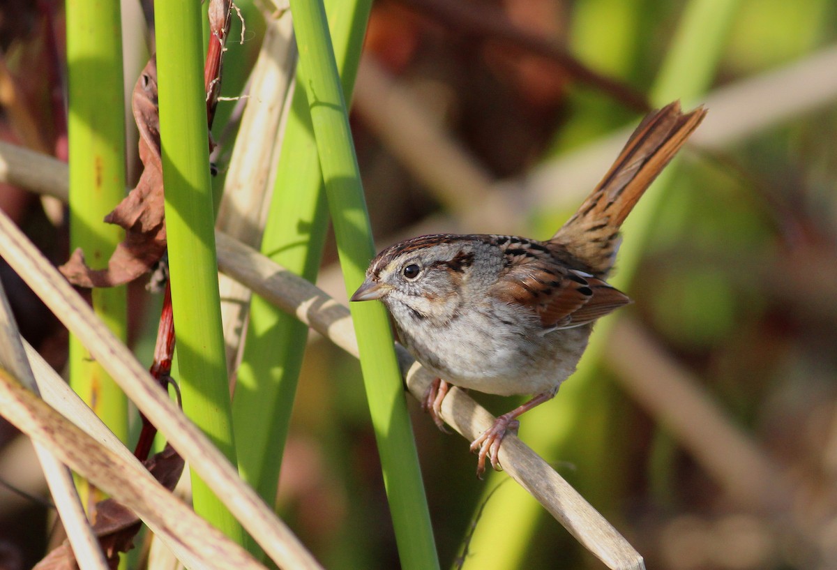 Swamp Sparrow - Paul Fenwick