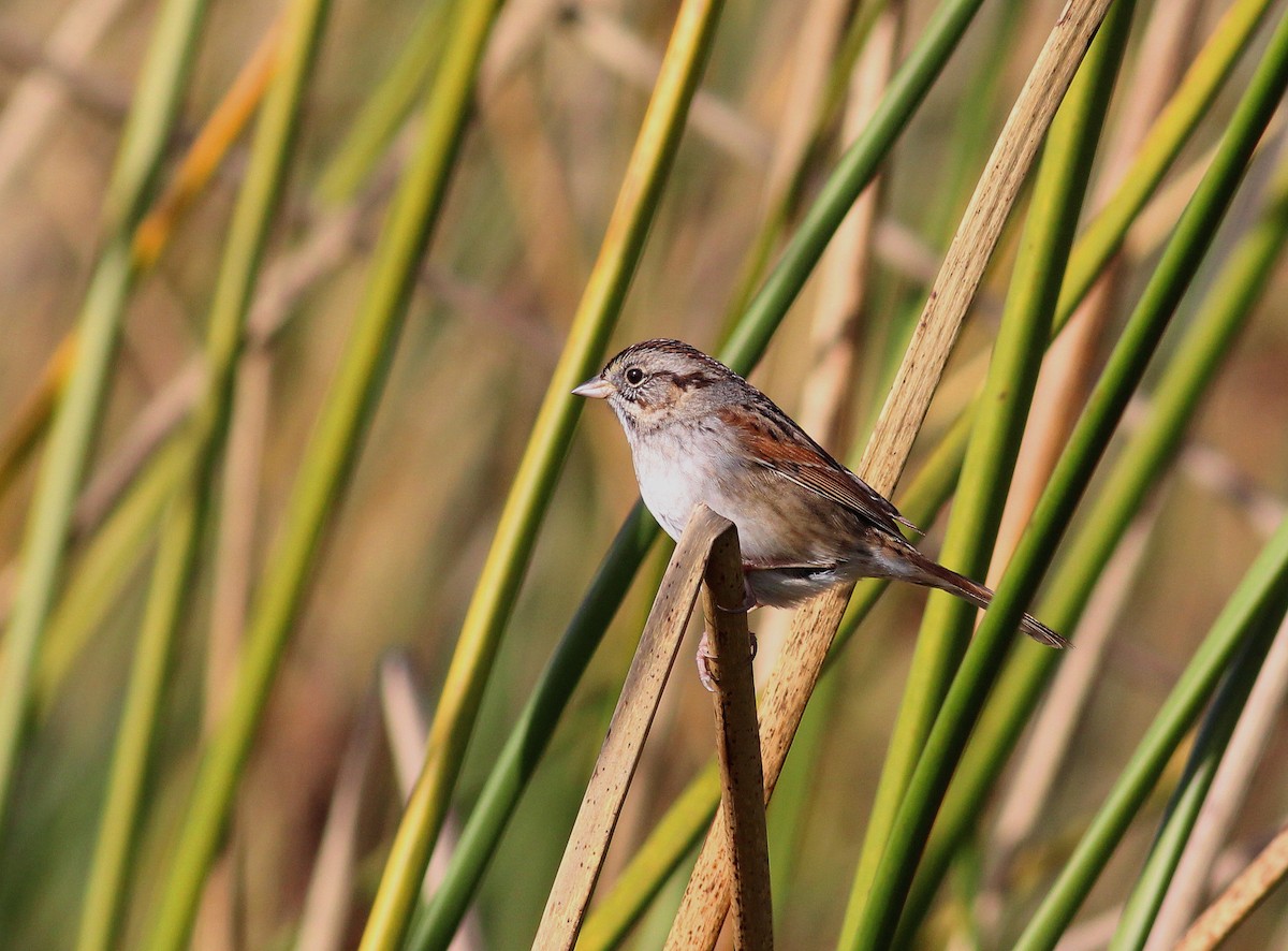 Swamp Sparrow - Paul Fenwick