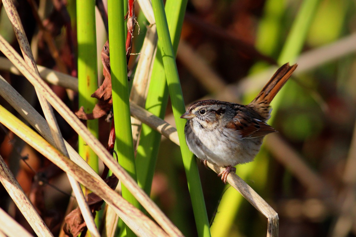Swamp Sparrow - ML23220961