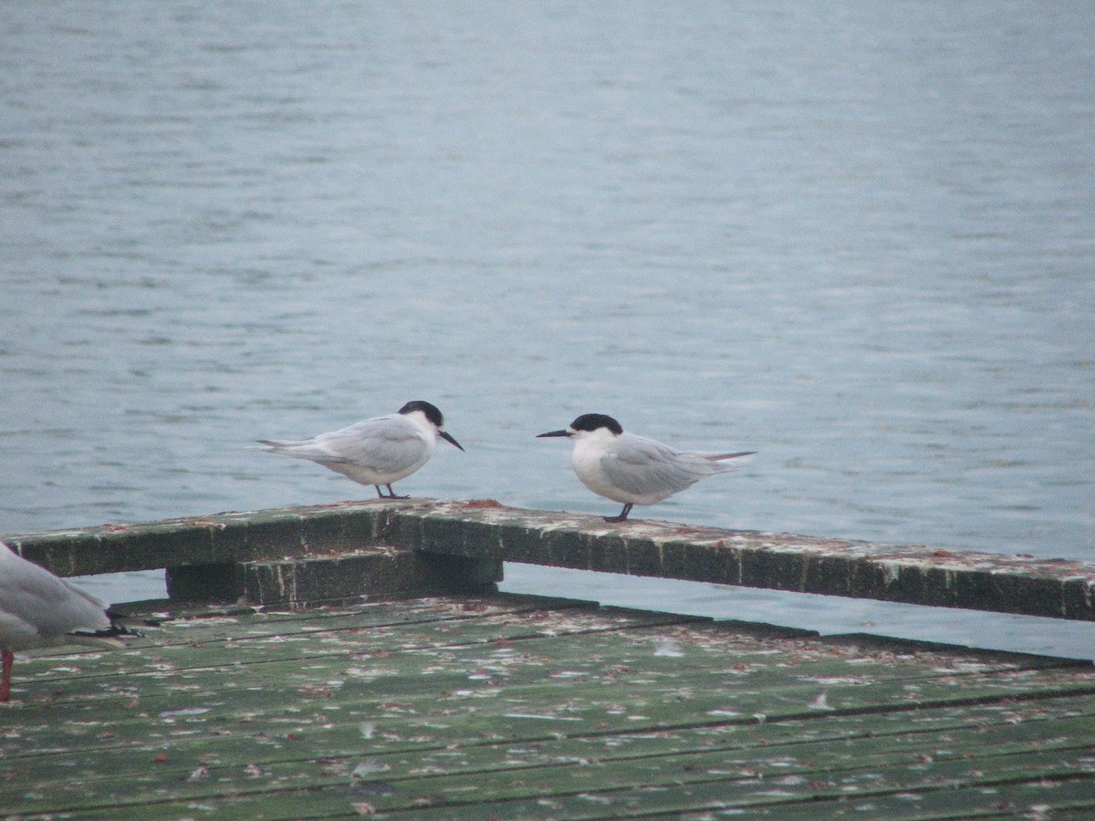 White-fronted Tern - ML232211751
