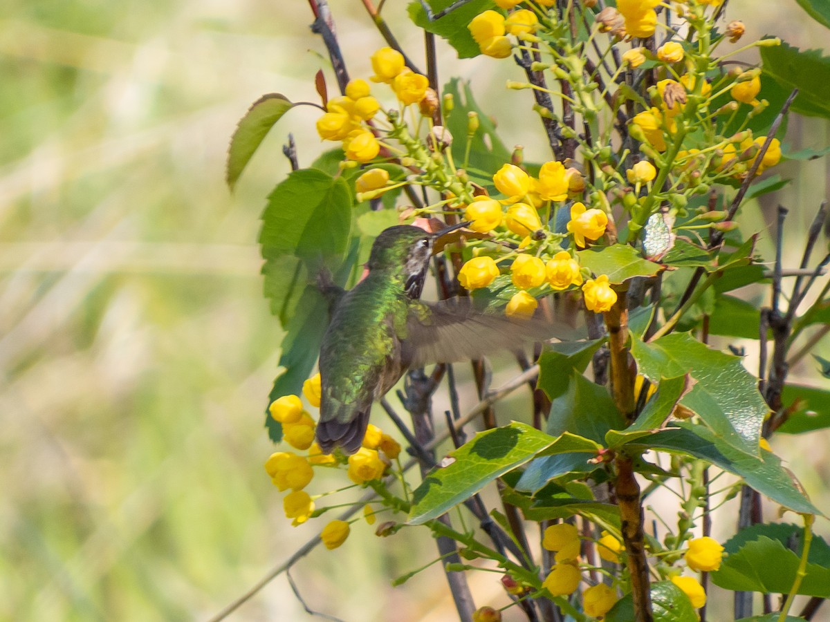 Calliope Hummingbird - ML232216851