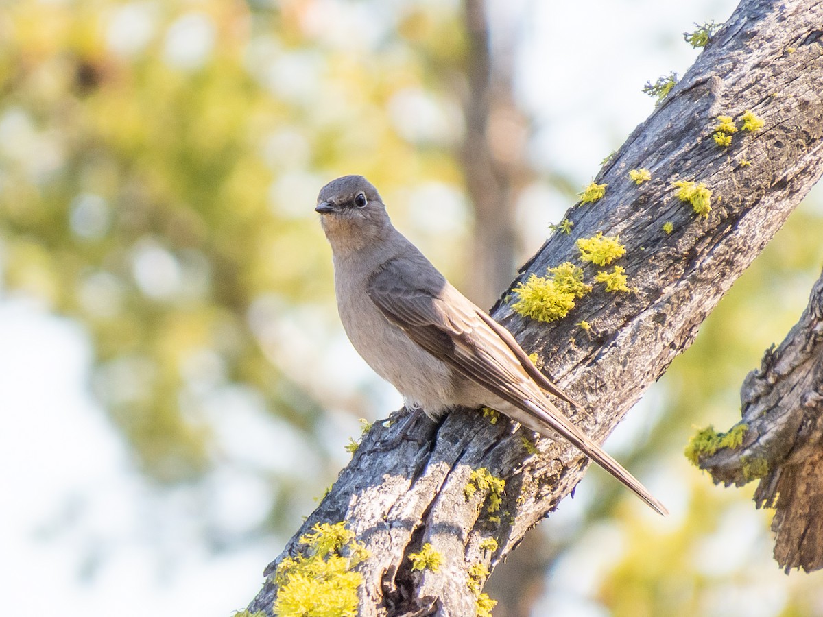 Townsend's Solitaire - ML232216921