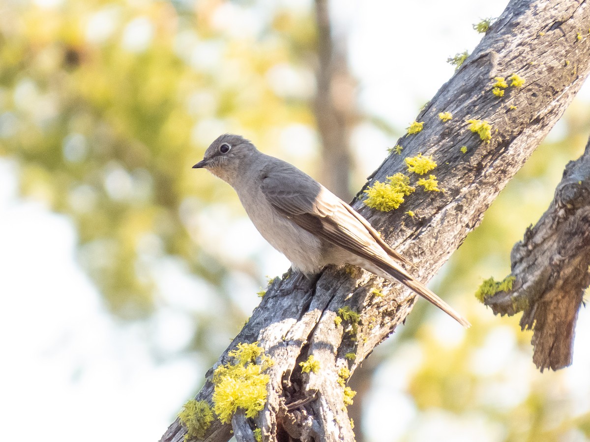 Townsend's Solitaire - ML232216931