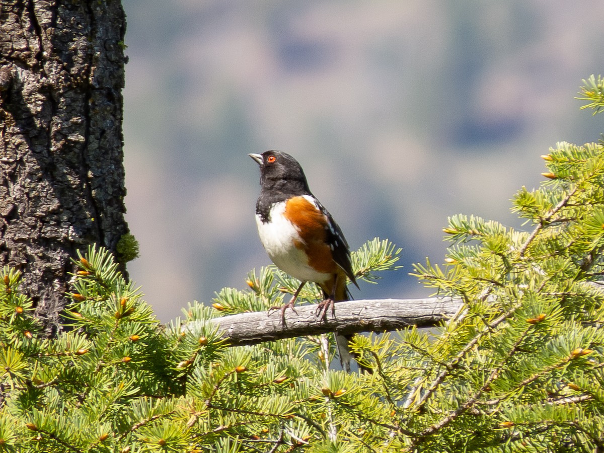 Spotted Towhee - ML232216951