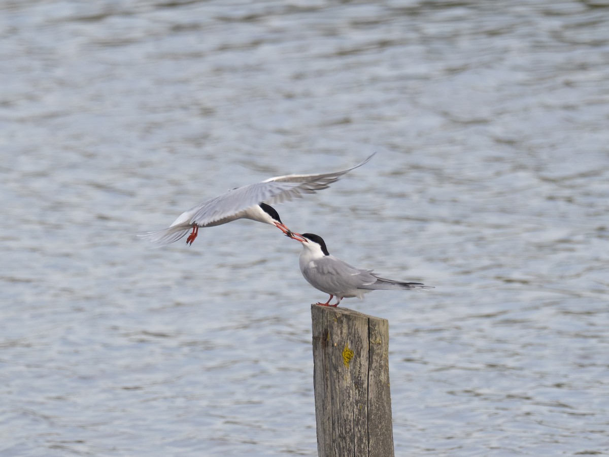 Common Tern - ML232221271