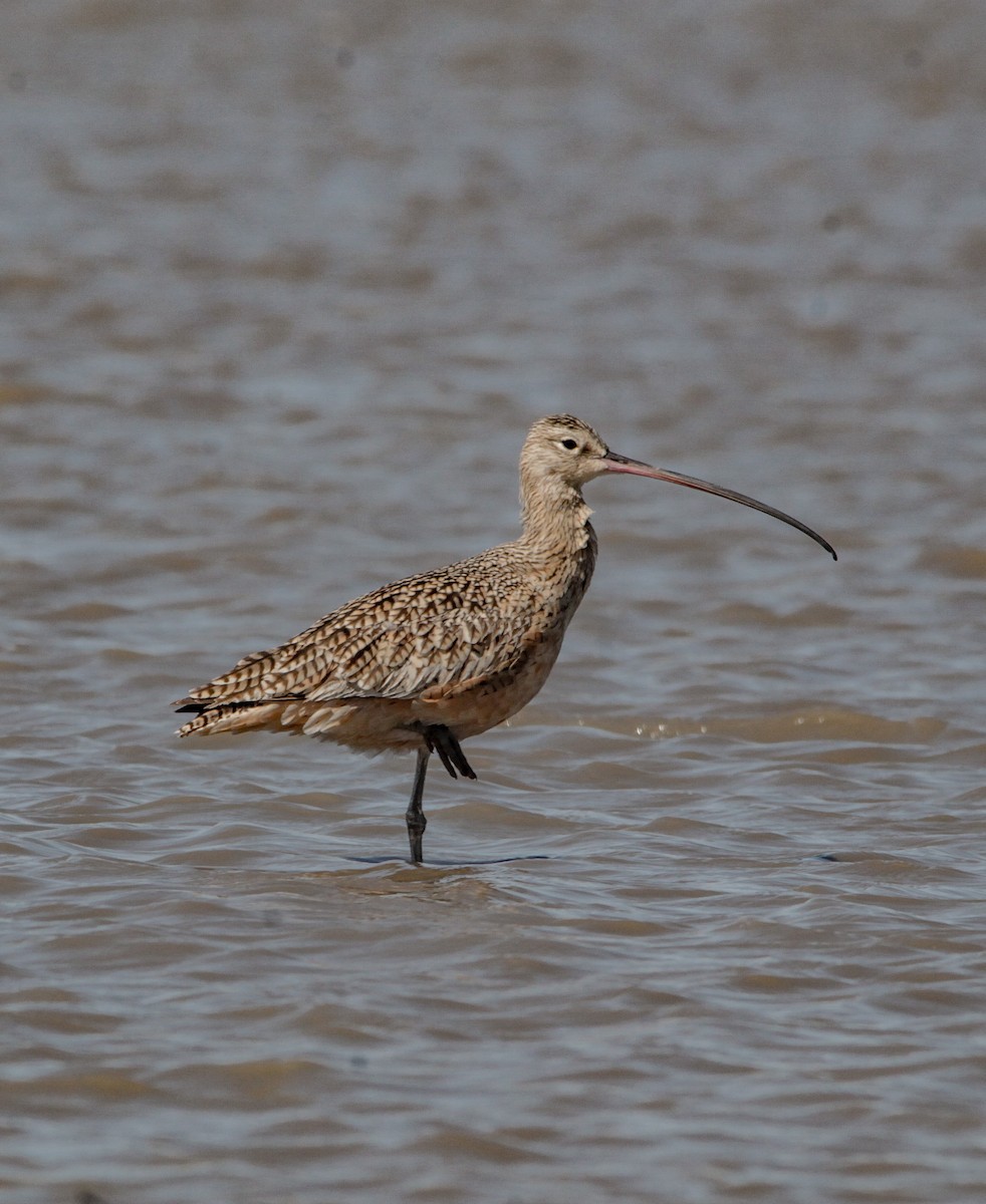 Long-billed Curlew - ML232221881