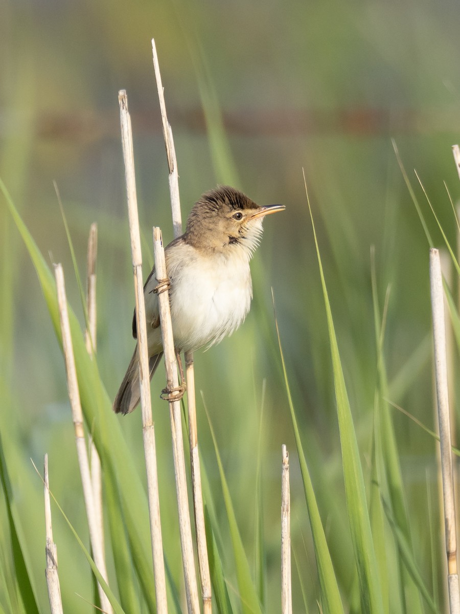 Common Reed Warbler - ML232224371