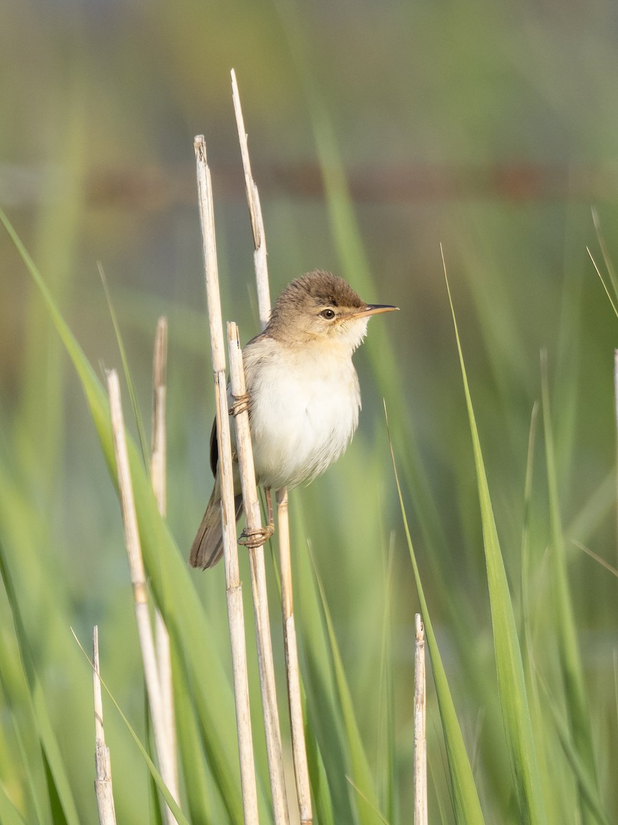 Common Reed Warbler - ML232224381