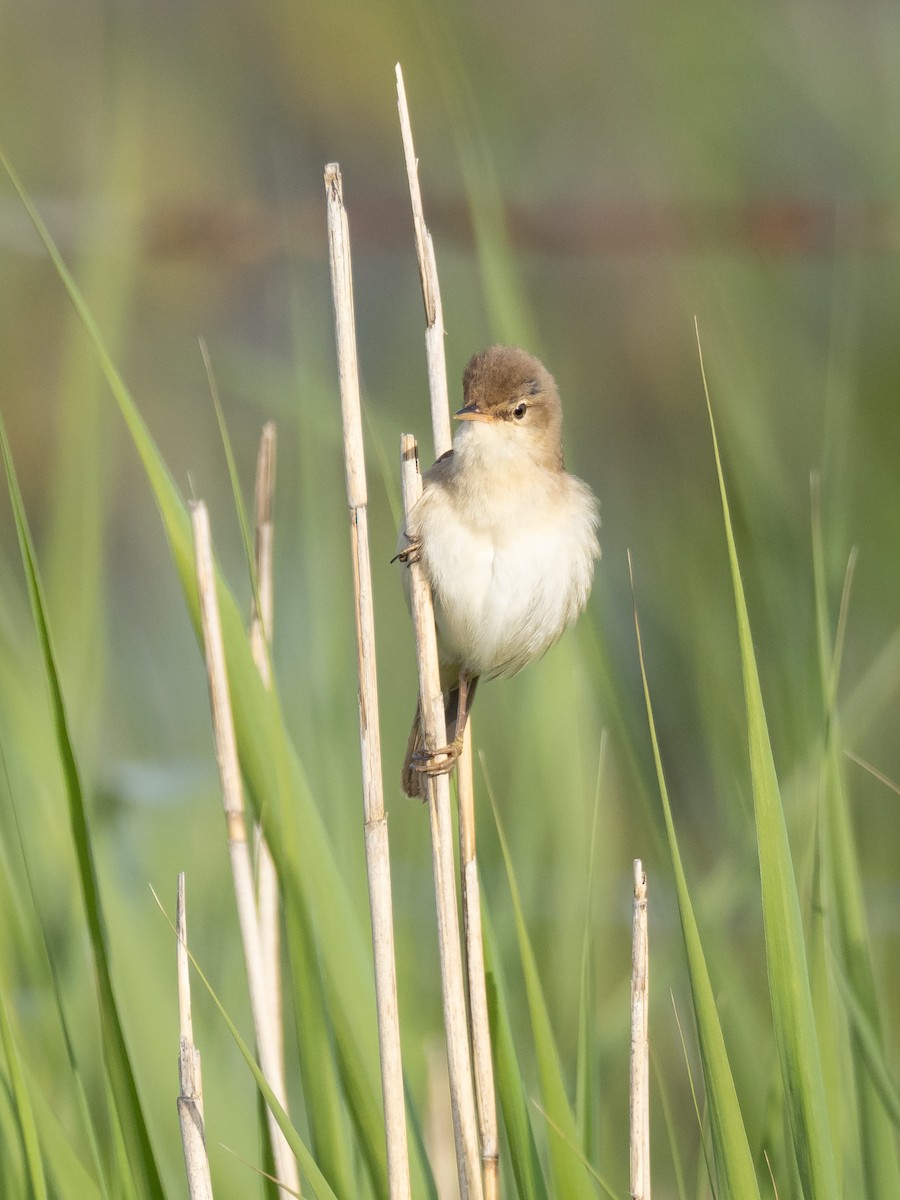 Common Reed Warbler - ML232224391