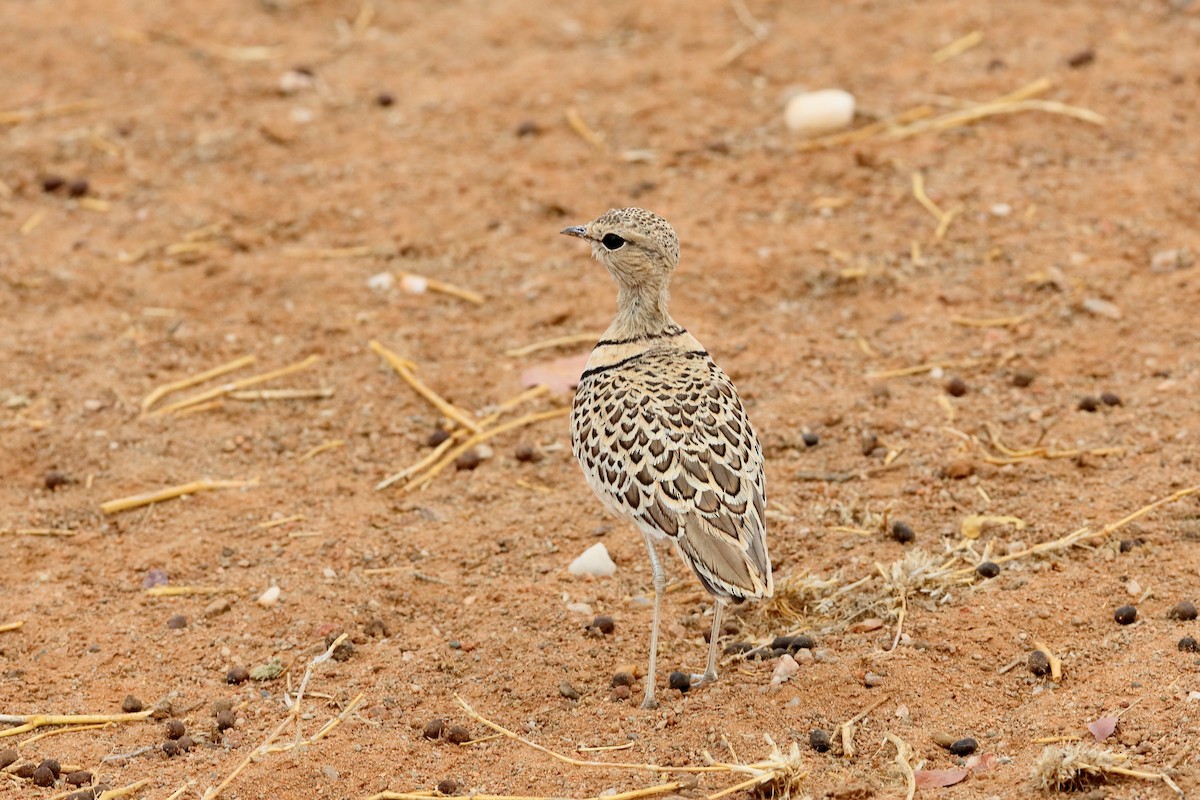 Double-banded Courser - ML232226031