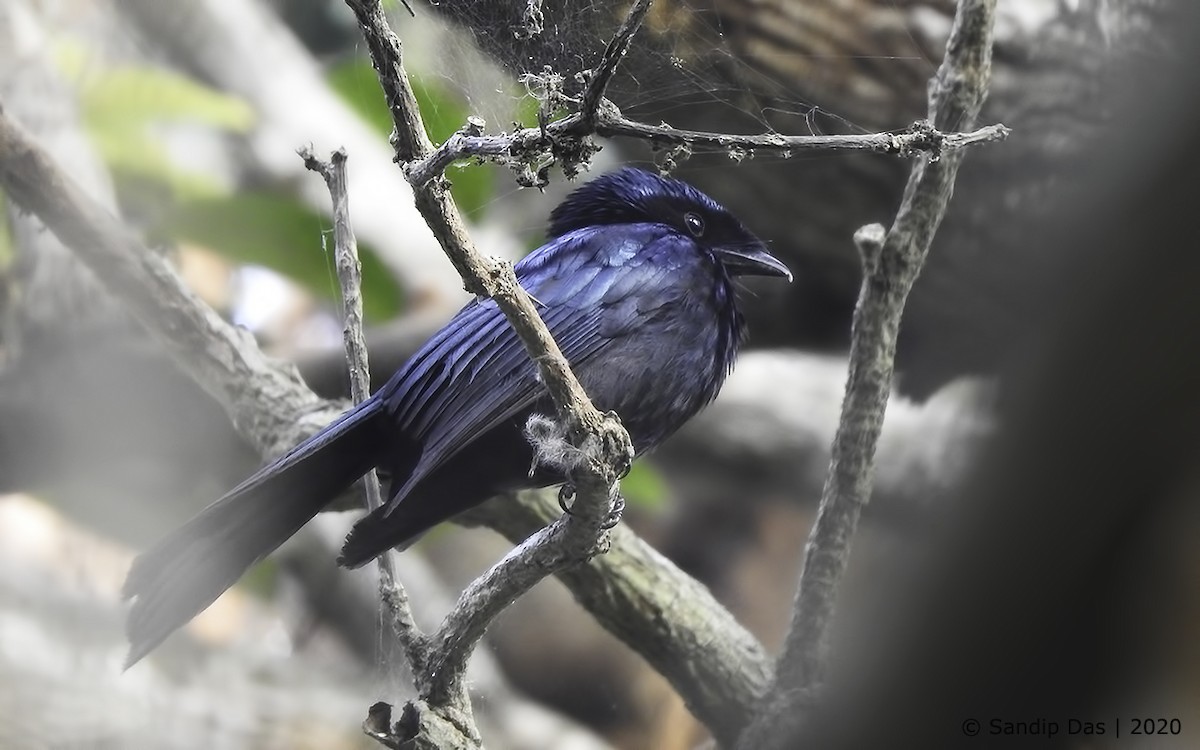 Lesser Racket-tailed Drongo - ML232226741