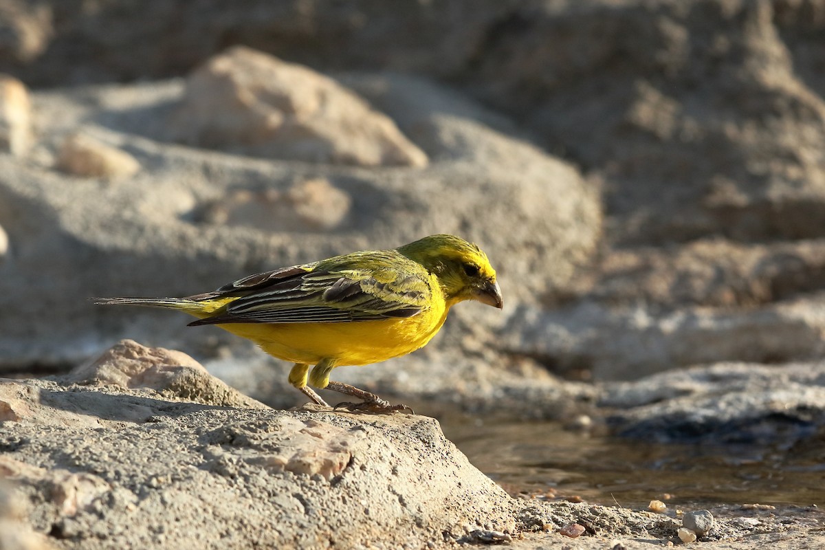 Yellow Canary - Holger Teichmann