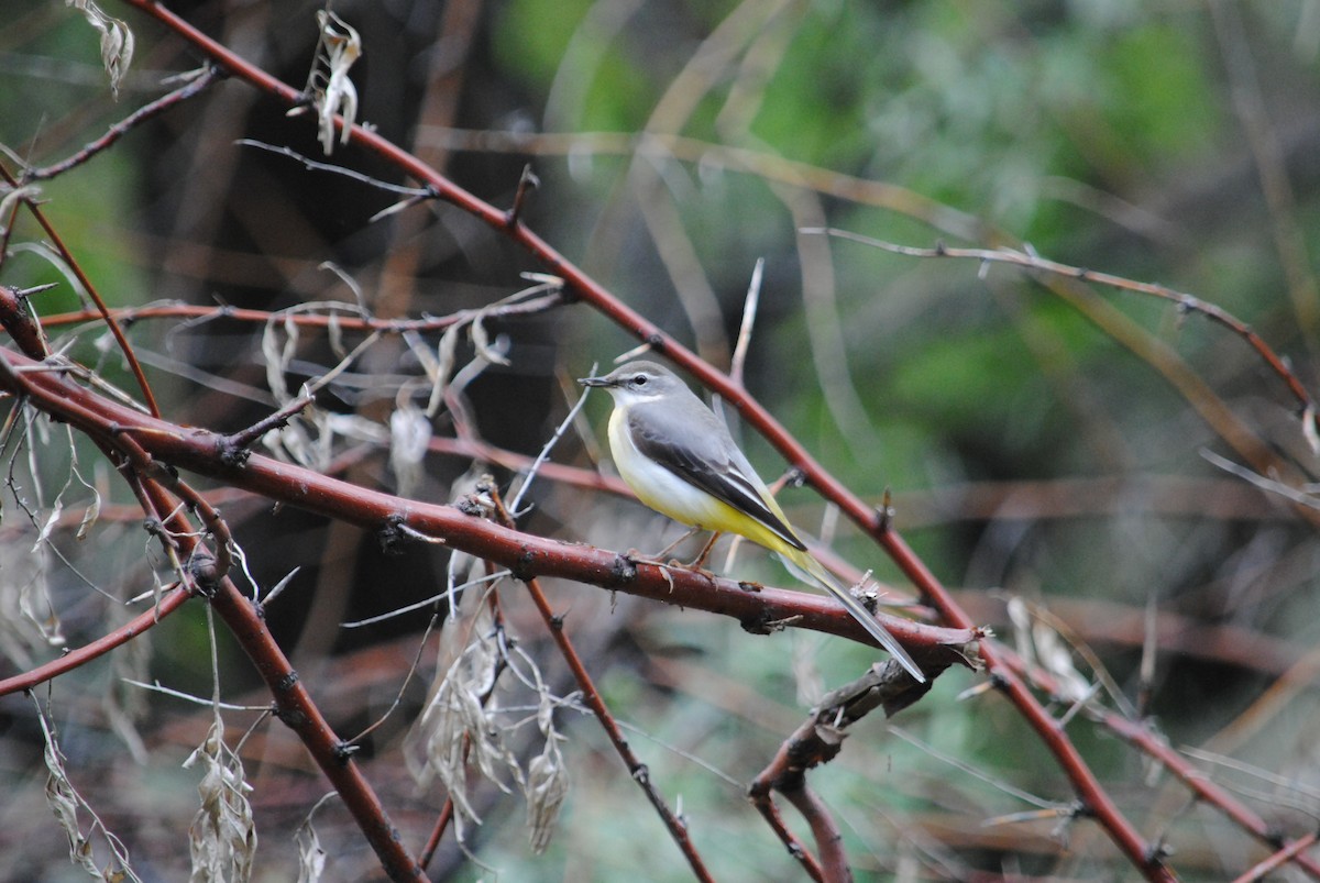 Gray Wagtail - Trent Smith