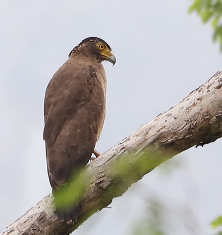 Crested Serpent-Eagle - Siva Kumar