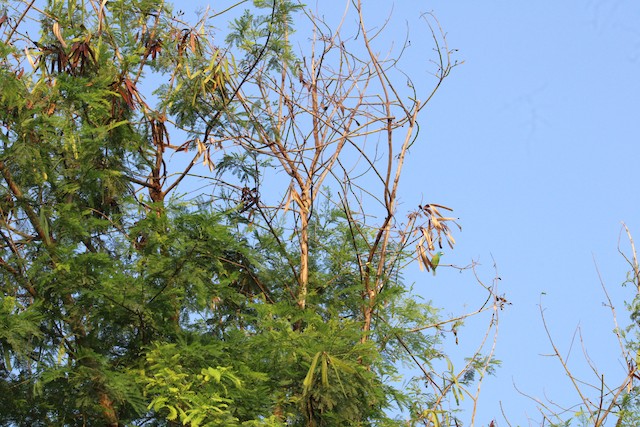 Bird in its habitat; West Bengal, India. - Blue-throated Barbet - 