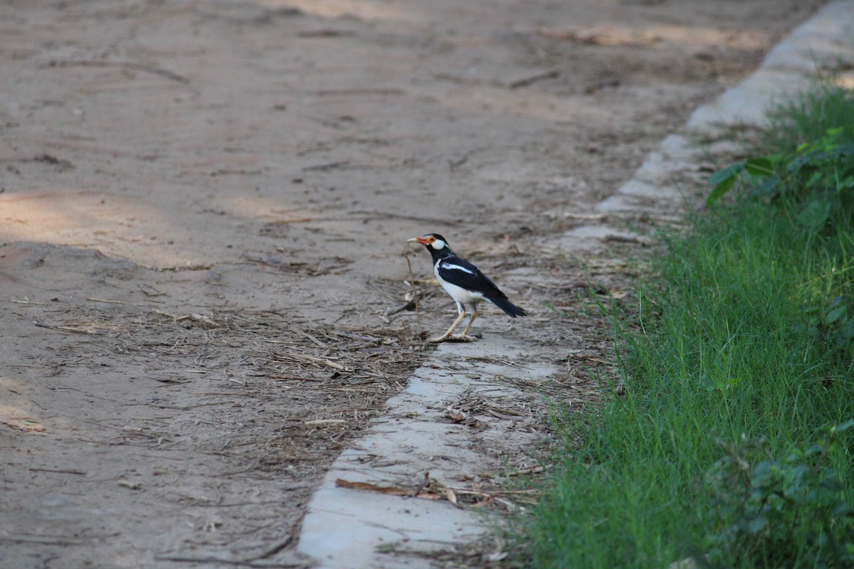 Indian Pied Starling - ML232239741