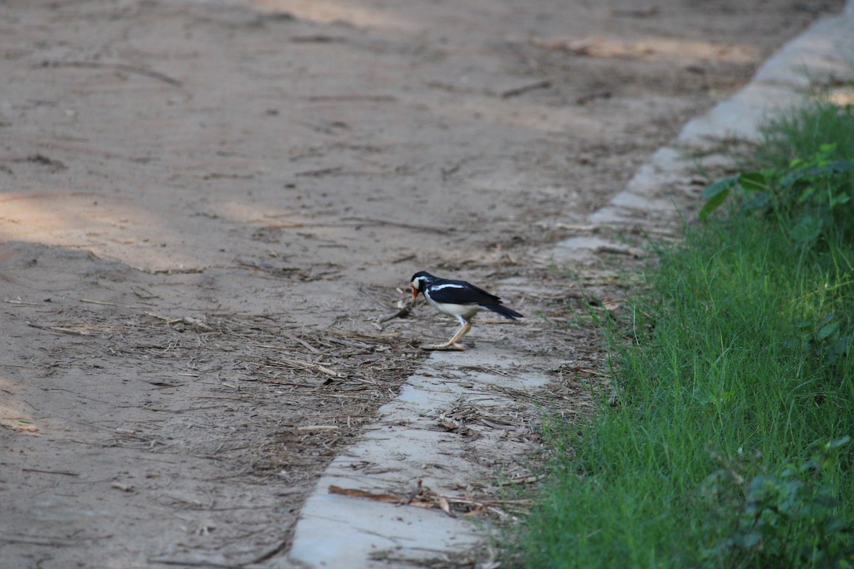 Indian Pied Starling - ML232239761