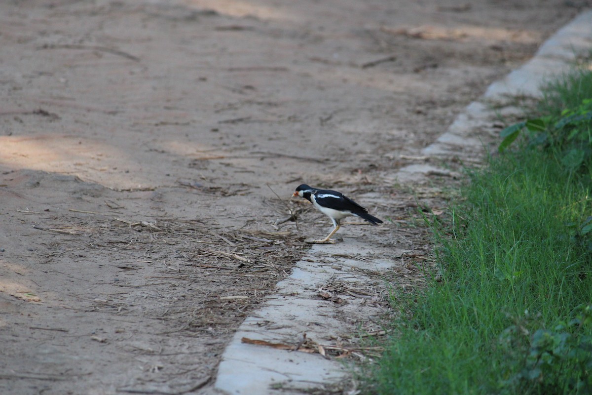Indian Pied Starling - ML232239801