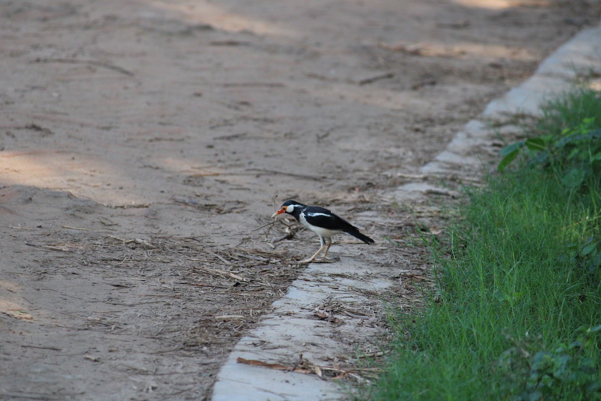 Indian Pied Starling - ML232239811
