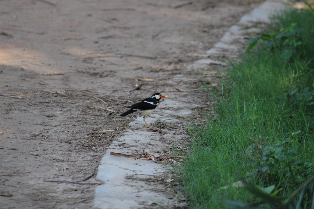 Indian Pied Starling - ML232239821