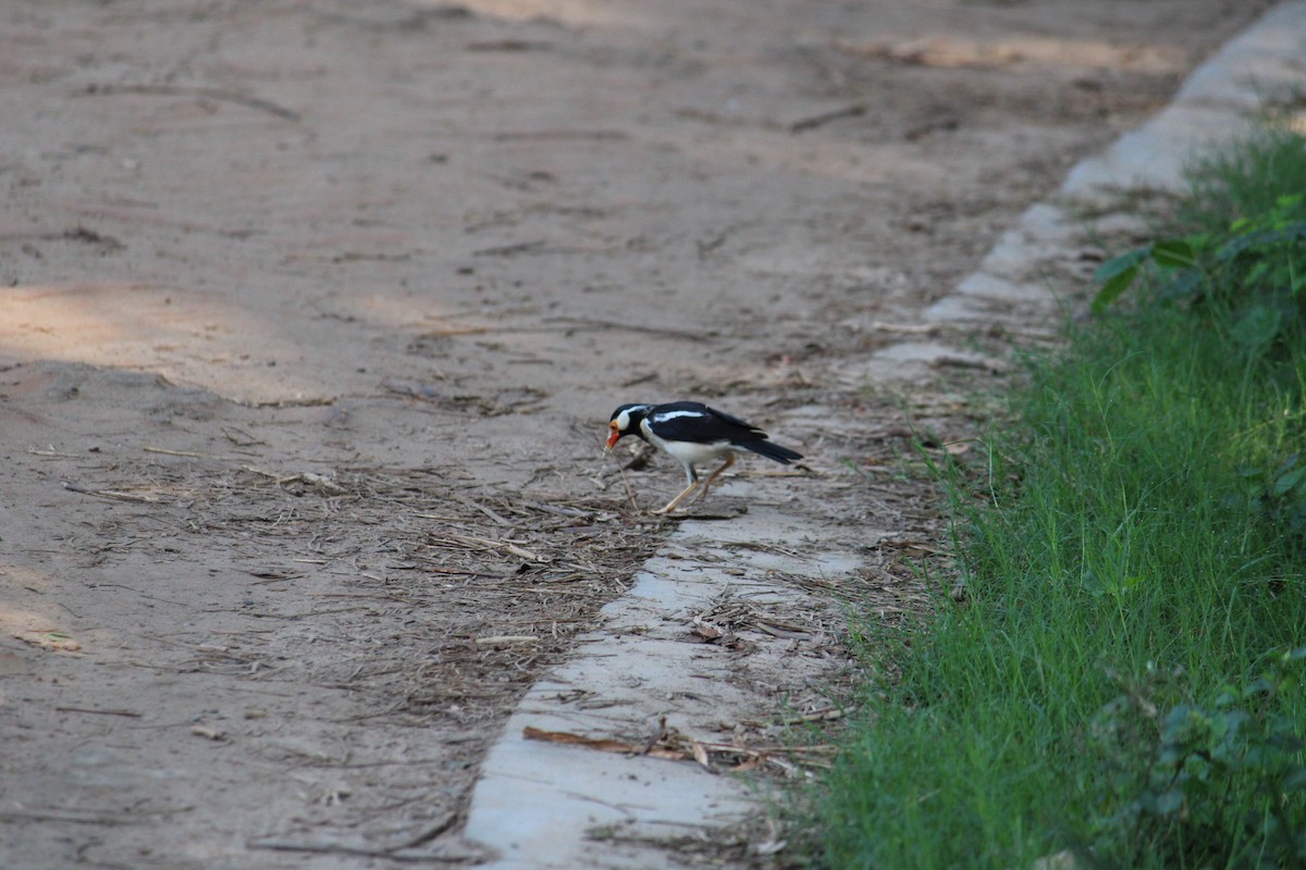 Indian Pied Starling - ML232239851