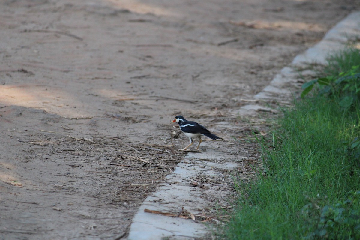 Indian Pied Starling - ML232239871