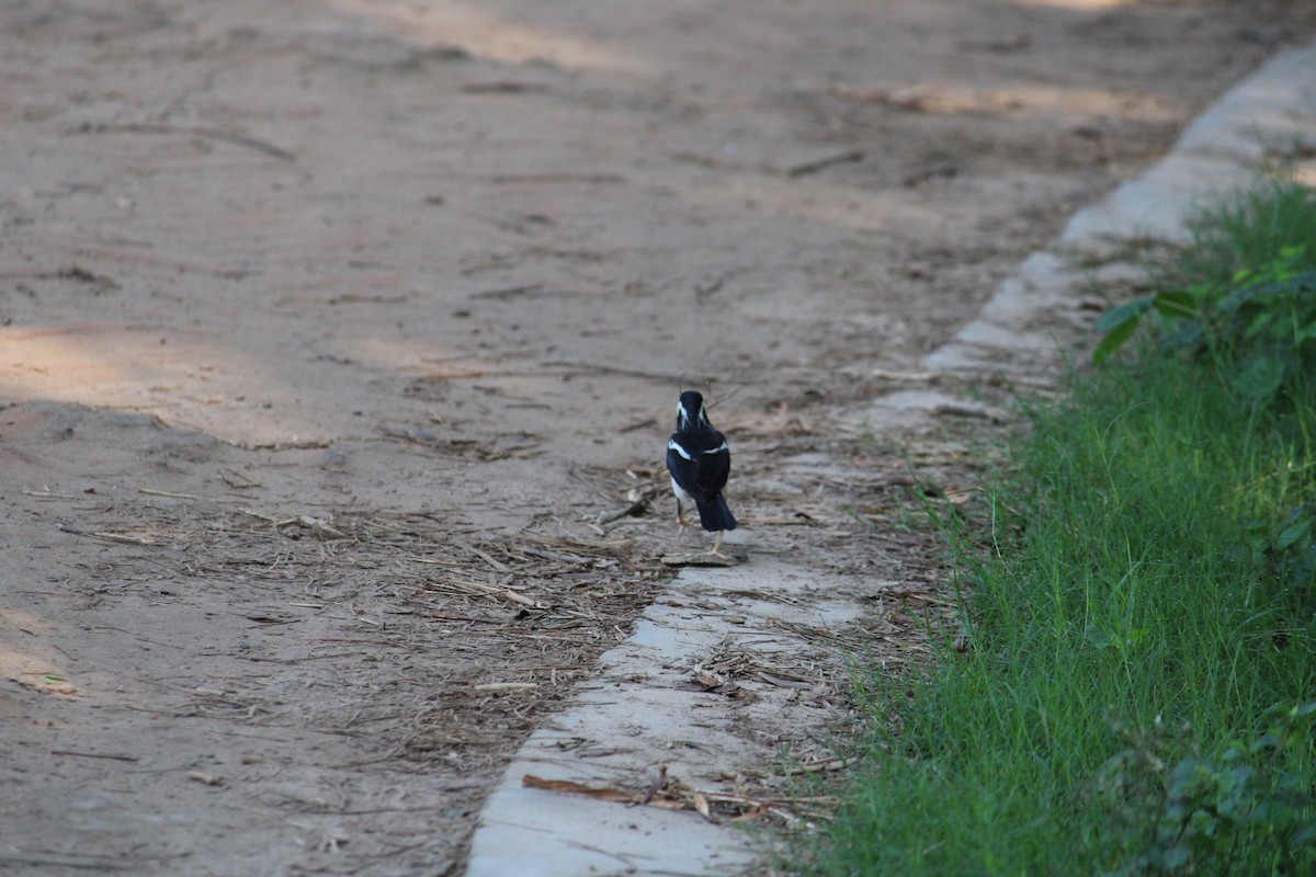 Indian Pied Starling - ML232239881