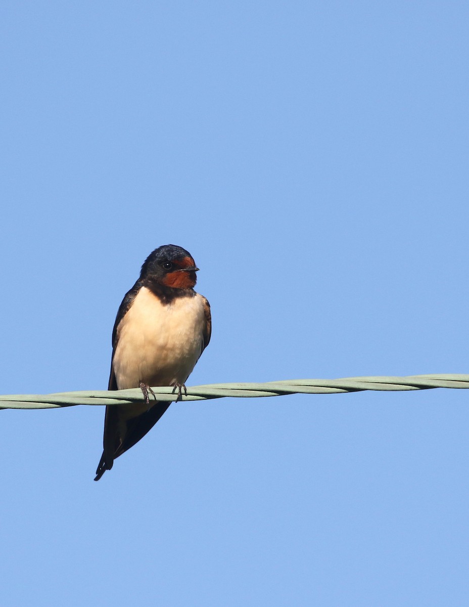 Barn Swallow (White-bellied) - Daniel Branch