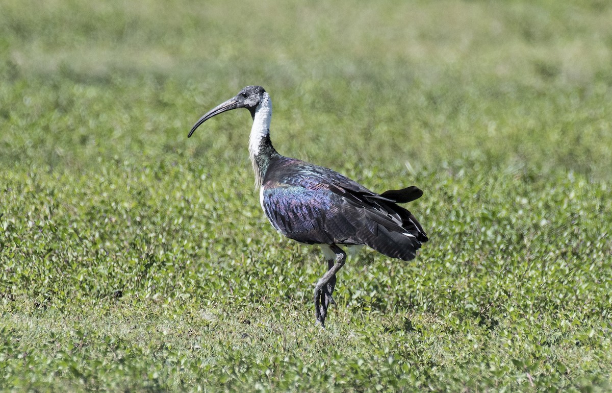 ibis slámokrký - ML232246001