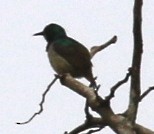 Green Sunbird (Gray-throated) - Jacob C. Cooper