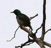 Green Sunbird (Gray-throated) - Jacob C. Cooper