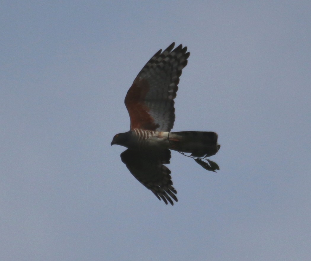 African Cuckoo-Hawk - ML23224701