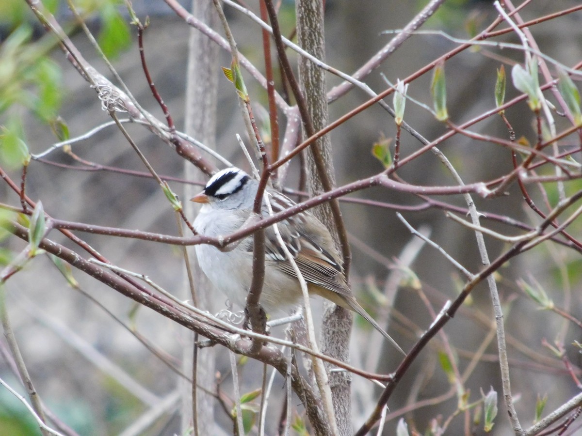 White-crowned Sparrow - Abby Ciona